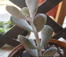 Cotyledon Orbiculata Oophylla – Podridão de Caule e Muda