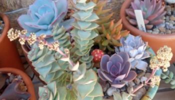 Crassula Perforata Azul ou Ivory Towers – Muda da Suculenta 