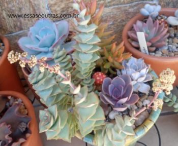 Crassula Perforata Azul ou Ivory Towers – Muda da Suculenta 