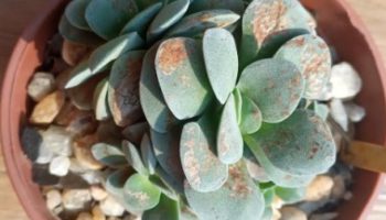 Como Acabar Com Ferrugem nas Plantas – Fungicida Orgânico