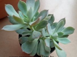 Echeveria Angel – Muda da Suculenta, Cuidados com Doenças, Rega