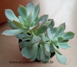 foto-da-muda-da-echeveria-angel-