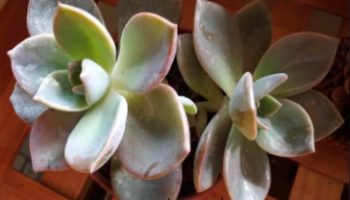 Graptoveria Albert Baynes – Foto da Muda, Cuidados e Adaptação ao Sol