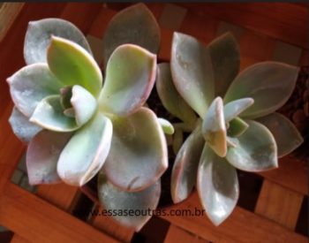 Graptoveria Albert Baynes – Foto da Muda, Cuidados e Adaptação ao Sol