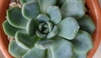 Echeveria Jade Butterfly – Fazer Muda, Rega, Adubação, Doenças