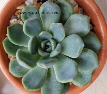 Echeveria Jade Butterfly – Fazer Muda, Rega, Adubação, Doenças