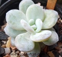 Echeveria Laui – Suculenta Nativa, Espécie, Como Cuidar e Foto