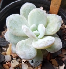Echeveria Laui – Suculenta Nativa, Espécie, Como Cuidar e Foto