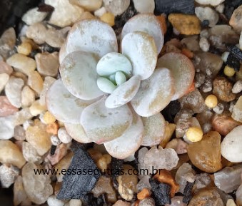 muda-pequena-da-echeveria-laui-