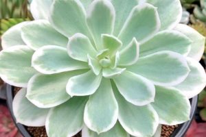 Echeveria lemon Lime Variegata – Porque Perdi a Suculenta