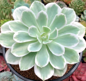 echeveria-lemon-lime-variegata-fungou-