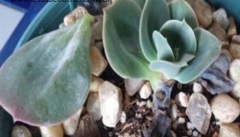 Echeveria Mandala Verdadeira, Variações da Suculenta Cuidados