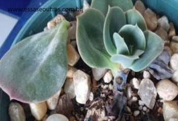 Echeveria Mandala Verdadeira, Variações da Suculenta Cuidados