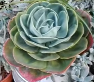 muda-da-echeveria-mandala-verdadeira-