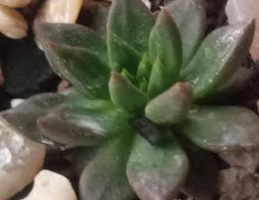Echeveria Zodiac – Suculenta Exótica Hibrida, Foto da Muda, Sol