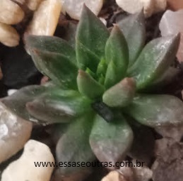 Echeveria Zodiac – Suculenta Exótica Hibrida, Foto da Muda, Sol