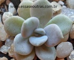 Graptoveria Margareth Rose – Muda da Suculenta Hibrida 