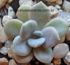 Graptoveria Margareth Rose – Muda da Suculenta Hibrida 