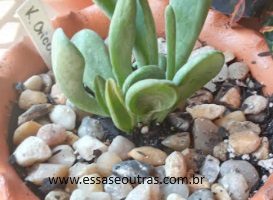 Kalanchoe Oricula Perdendo Folhas – Como Cuidar Podridão