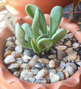 kalanchoe-oricula-com-podridão-de-caule-