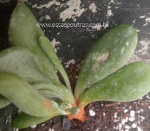 kalanchoe-oricula-muda-