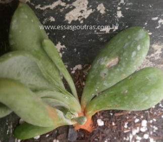 kalanchoe-oricula-muda-