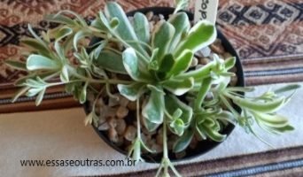 Como Plantar e cuidar do Orostachys Malacophilla Variegata