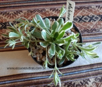 Como Plantar e cuidar do Orostachys Malacophilla Variegata