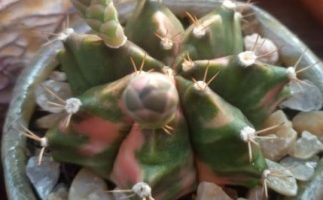 Cacto Colorido – Gymnocalycium Mihanovichii Variegata e Floração