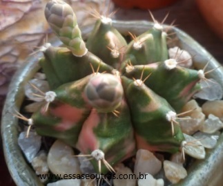 Cacto Colorido – Gymnocalycium Mihanovichii Variegata e Floração