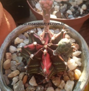 cacto-colorido-cacto-gymnocalicyum- variegata-com-flor-
