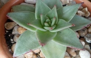 Echeveria Agavoides Electra – Suculenta parece Agave Colorida