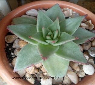 Echeveria Agavoides Electra – Suculenta parece Agave Colorida