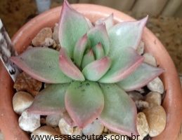 Agavoides Honey Pink – Foto da Muda da Suculenta Echeveria