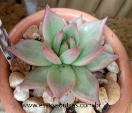 Agavoides Honey Pink – Foto da Muda da Suculenta Echeveria