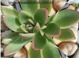 Agavoides Water Lily – Muda e Como deixar Suculenta Colorida