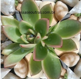 Agavoides Water Lily – Muda e Como deixar Suculenta Colorida