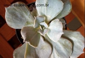 Echeveria Marble – Magic Ball Variegata com Carúnculas Cuidados