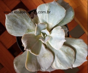 Echeveria Marble – Magic Ball Variegata com Carúnculas Cuidados