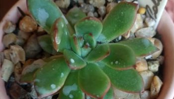 Echeveria Puli-Lindsayana – Suculenta Hibrida e Cuidados