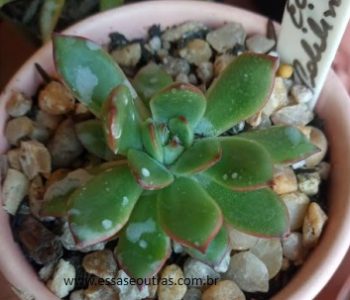 Echeveria Puli-Lindsayana – Suculenta Hibrida e Cuidados