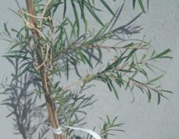 Escova de Garrafa – Flor Vermelha Planta Ornamental Calistemon 