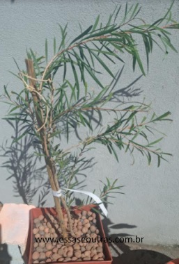 Escova de Garrafa – Flor Vermelha Planta Ornamental Calistemon 