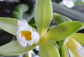 Orquídea Baunilha – Foto da Muda, Como Cuidar e Polinizar a Flor