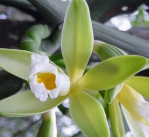 Orquídea Baunilha – Foto da Muda, Como Cuidar e Polinizar a Flor