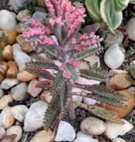 Kalanchoe Pink Butterfly – Suculenta Borboletas Rosas – Muda