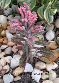 Kalanchoe Pink Butterfly – Suculenta Borboletas Rosas – Muda