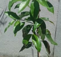 Laranjinha Kim Kam no Vaso – Como Plantar Muda e Cuidar