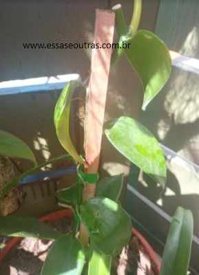 orquídea-baunilha-vanila-