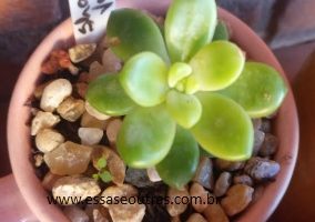 Sedum Shangrilá Variegata Foto da Muda Cuidados com Suculenta